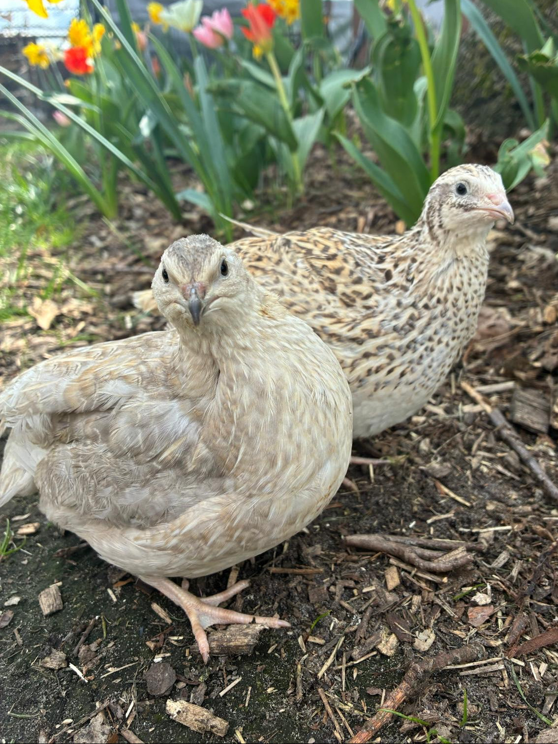 12 x Premium Bruteier Farbmix von bunten Lege- und Mastwachteln