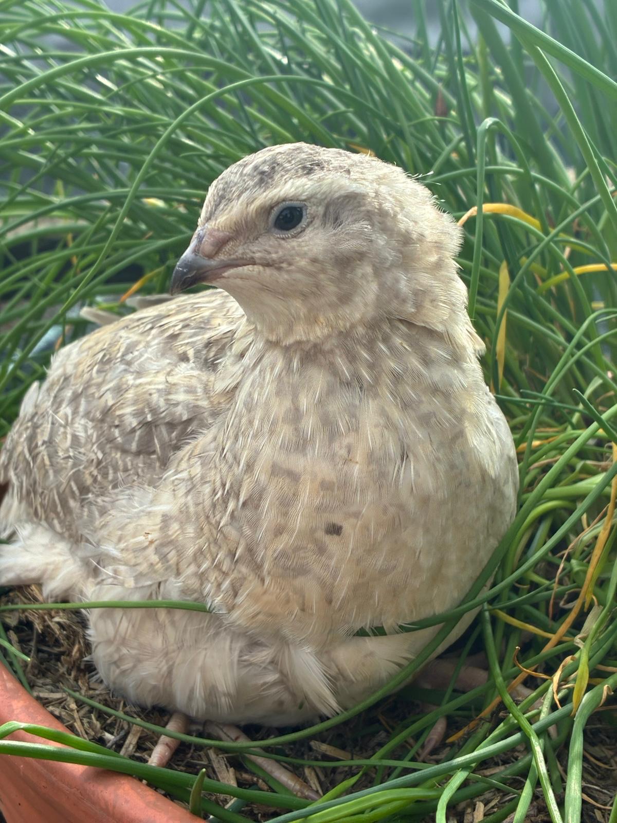 100x Premium Bruteier Farbmix von bunten Lege- und Mastwachteln