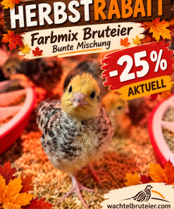 12 x Wachtelbruteier Farbmix