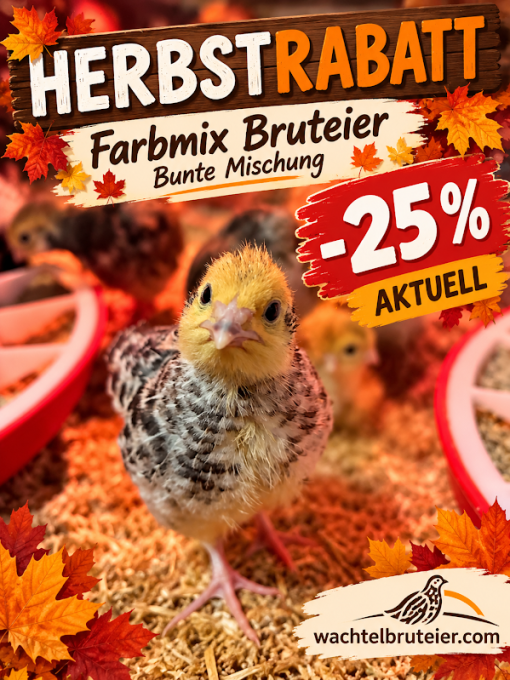 12 x Wachtelbruteier Farbmix