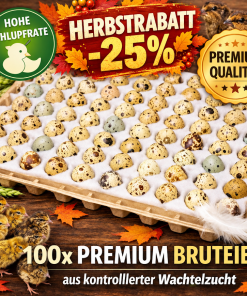 Bruteier Wachteln