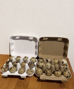 10x Wachteleierschachteln 12er