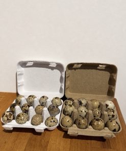 100x Wachteleierkartons Verpackung für Wachteleier Pappe in Braun oder weiß